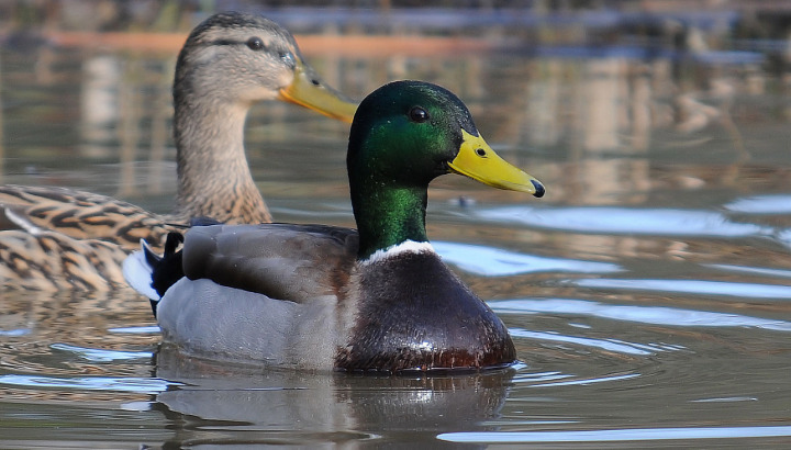 Les oiseaux d'eau hivernants